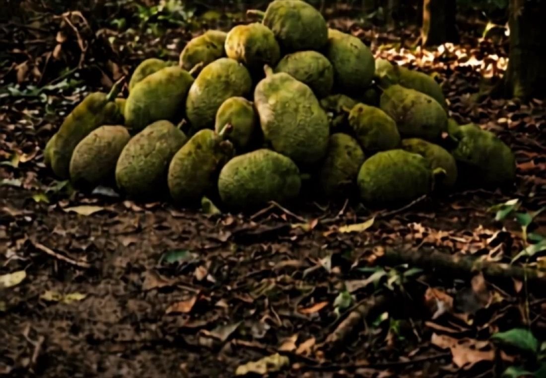 Jackfruit left piled on the orchard floor after harvest